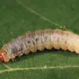 Kako se nositi sa jabučnim moljcem